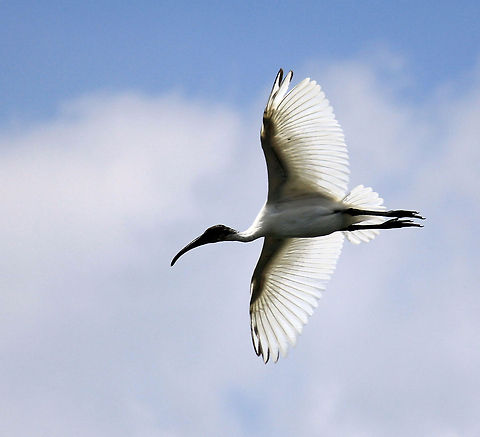 Black Headed Ibis Taken in Ranganathittu Bird Sanctuary, Karnataka, India on 2nd Nov, 2013 Black-headed Ibis,Geotagged,India,Threskiornis melanocephalus