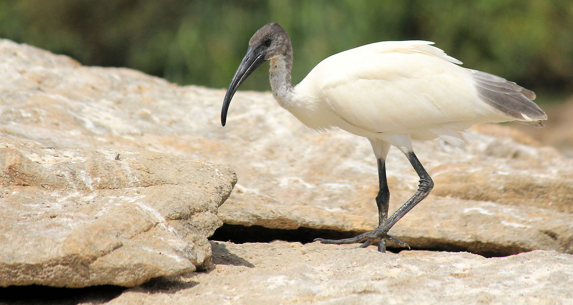 Black-headed Ibis Black-headed Ibis - Ranganathittu Bird Sanctuary, Karnataka, India Birds,Black-headed Ibis,Geotagged,India,Threskiornis melanocephalus