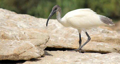 Black-headed Ibis Black-headed Ibis - Ranganathittu Bird Sanctuary, Karnataka, India Birds,Black-headed Ibis,Geotagged,India,Threskiornis melanocephalus