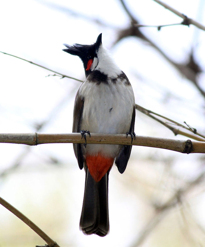 Red-whiskered Bulbul Red-whiskered Bulbul - Ranganathittu Bird Sanctuary, Karnataka, India. Photo taken on 2nd Nov Birds,Geotagged,India,Pycnonotus jocosus,Red-whiskered Bulbul