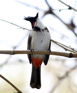 Red-whiskered Bulbul Red-whiskered Bulbul - Ranganathittu Bird Sanctuary, Karnataka, India. Photo taken on 2nd Nov Birds,Geotagged,India,Pycnonotus jocosus,Red-whiskered Bulbul