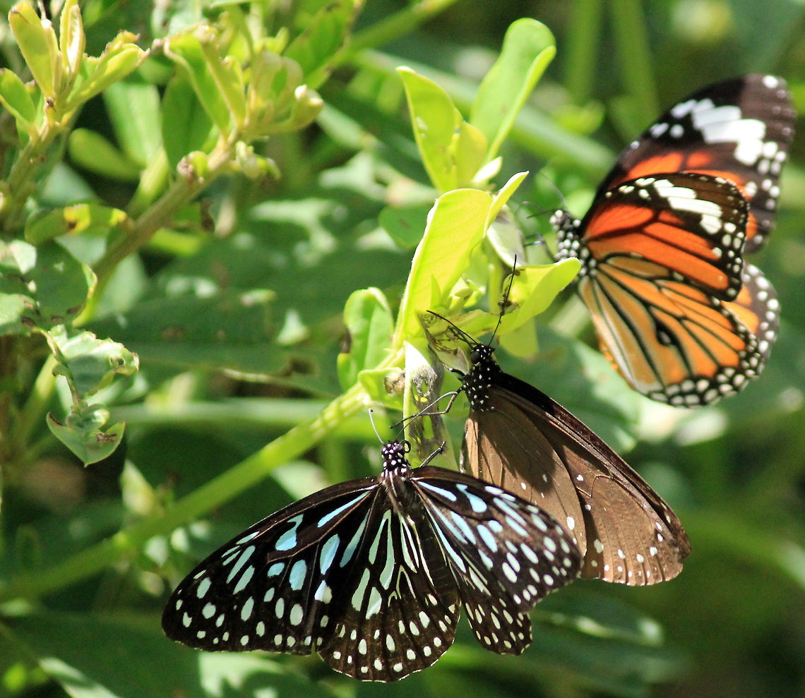 Three in One Black Butterfly with Blue spots - Dark Blue Tiger (Tirumala septentrionis)<br />
Brown Butterfly with White spots - Spotted Black Crow (Euploea crameri)<br />
Orange Black butterfly with White spots - Common Tiger (Danaus genutia) Common Tiger,Danaus genutia,Dark Blue Tiger,Euploea crameri,Geotagged,India,Spotted Black Crow,Tirumala septentrionis,butterflies
