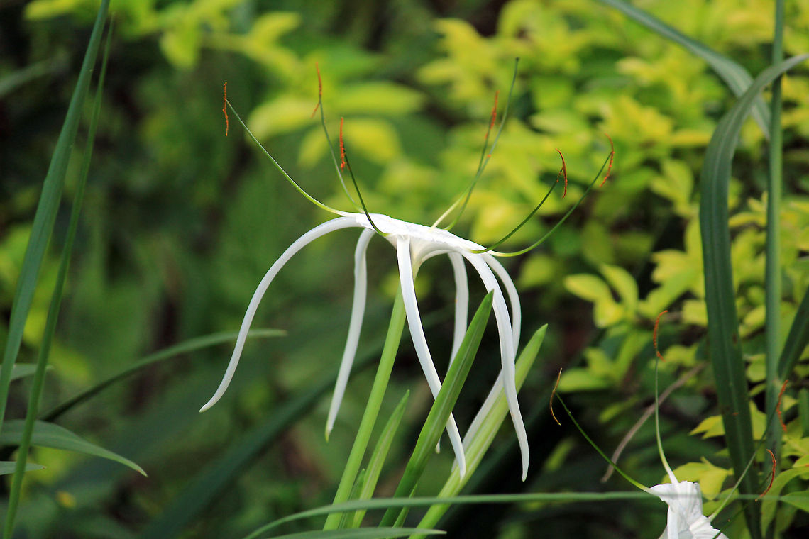 Beach Spider Lily Beach Spider Lily (Hymenocallis littoralis) was taken in Ranganthittu Bird Sanctuary, Karnataka, India Beach Spider Lily,Geotagged,Hymenocallis littoralis,India