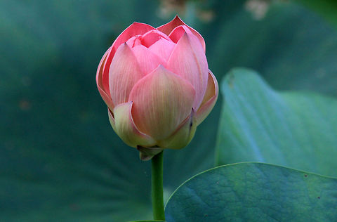 Indian Lotus Indian Lotus (Nelumbo nucifera) taken in Ranganthittu Bird Sanctuary, Karnataka, India Geotagged,India,Indian lotus,Nelumbo nucifera