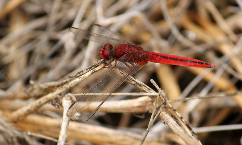 Scarlet Skimmer Taken in Puttenahalli Lake, Bangalore, Karnataka, India on 16th Nov 2013 Crocothemis servilia,Dragonfly,Geotagged,India,Scarlet Skimmer