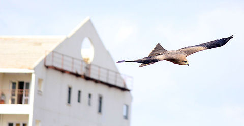 Black kite