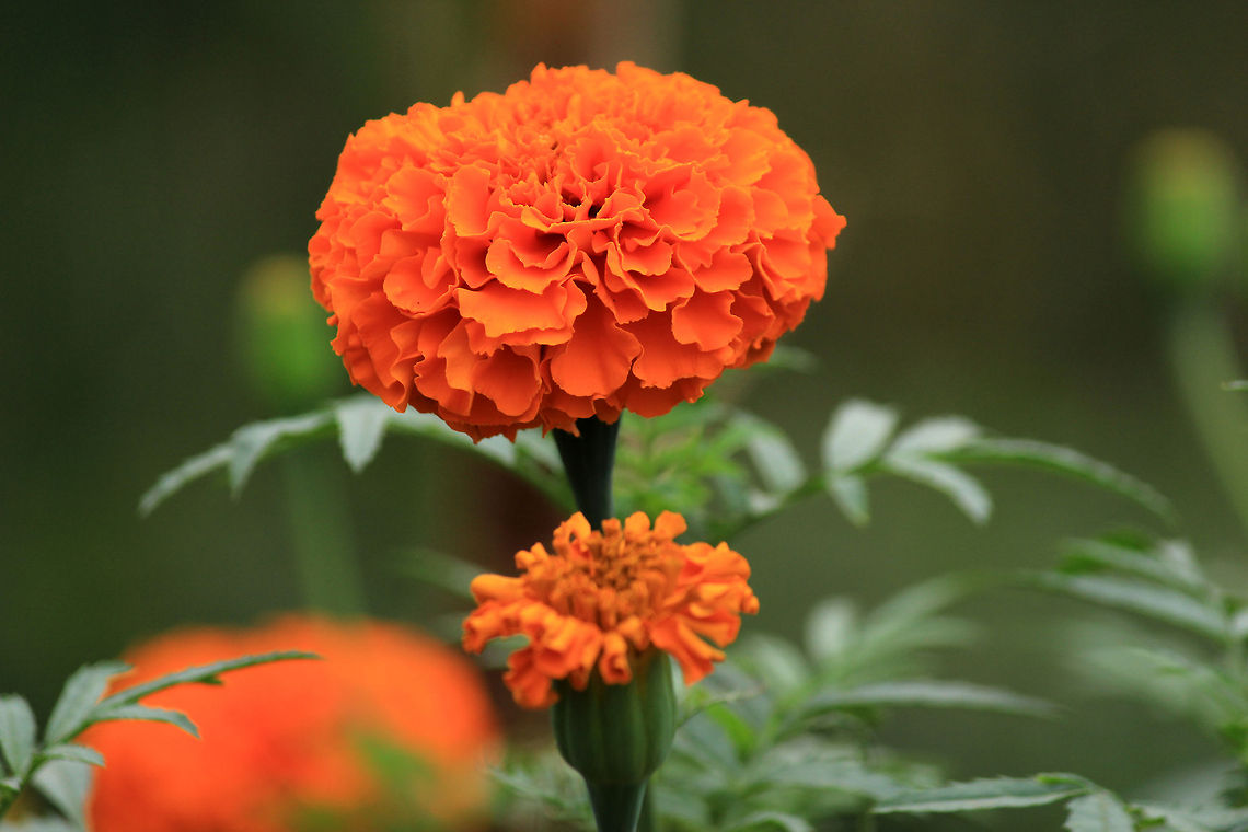 Marigold Marigold (Tagetes Erecta) taken Near Puttenahalli Lake, Bangalore, Karnataka, India on 17th Nov. Geotagged,India,Marigold,Tagetes erecta