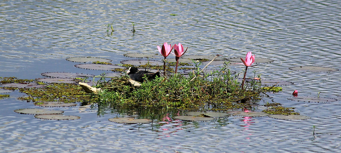 Coots nesting ground Eurasian Coot (Fulica atra) taken in Puttenahalli Lake, Bangalore, Karnataka, India on 17th Nov Eurasian Coot,Fulica atra,Geotagged,India