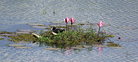 Coots nesting ground Eurasian Coot (Fulica atra) taken in Puttenahalli Lake, Bangalore, Karnataka, India on 17th Nov Eurasian Coot,Fulica atra,Geotagged,India
