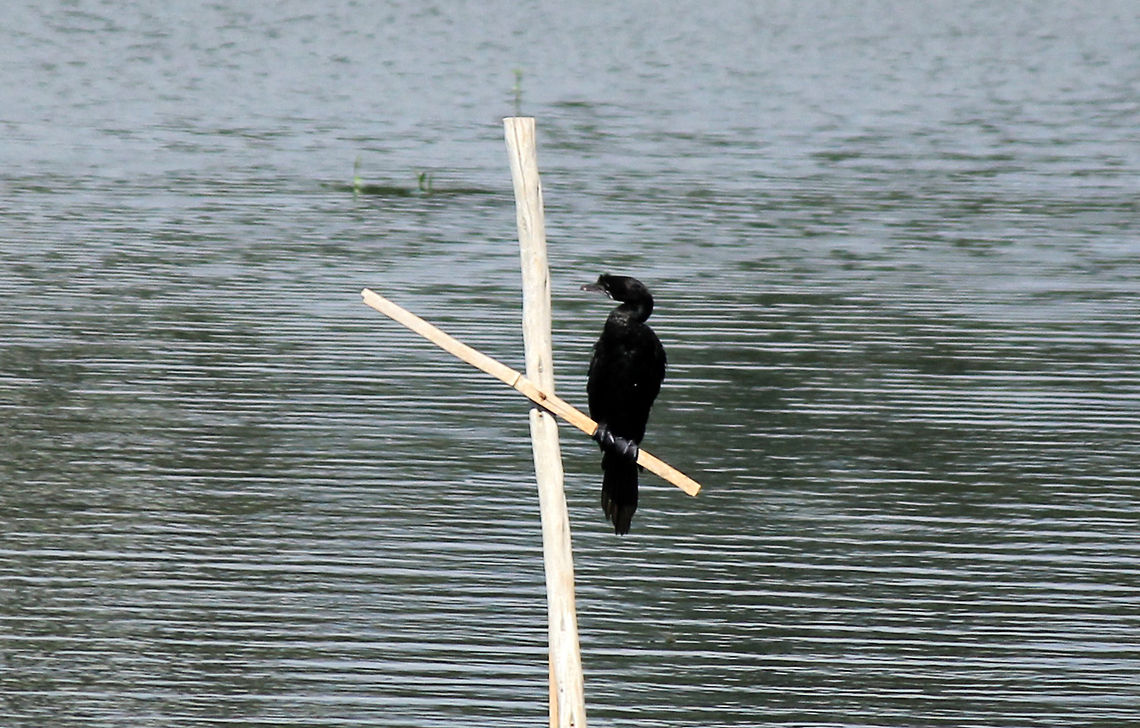 Little Cormorant Little Cormorant (Microcarbo niger) was taken in Puttenahalli Lake, Bangalore, Karnataka, India on 27th Nov 2013 Geotagged,India,Little Cormorant,Microcarbo niger