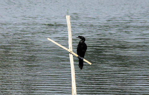 Little Cormorant Little Cormorant (Microcarbo niger) was taken in Puttenahalli Lake, Bangalore, Karnataka, India on 27th Nov 2013 Geotagged,India,Little Cormorant,Microcarbo niger