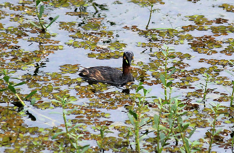 Little Grebe Little Grebe (Tachybaptus ruficollis) was taken in Puttenahalli Lake, Bangalore, Karnataka, India on 17th Nov 2013 Geotagged,India,Little Grebe,Tachybaptus ruficollis