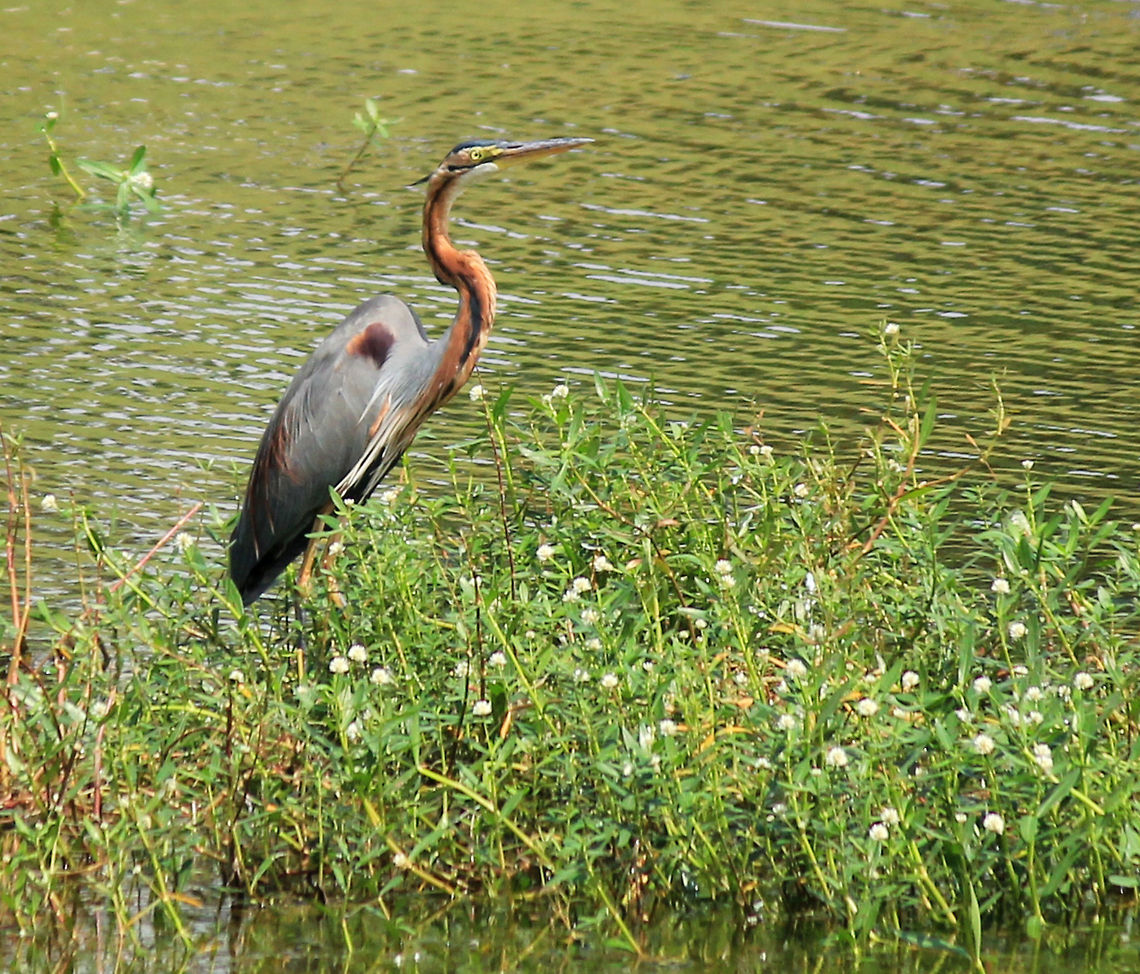 Purple Heron Purple Heron (Ardea purpurea) taken in Puttenahalli Lake, Bangalore, Karnataka, India on 17th Nov 2013 Ardea purpurea,Geotagged,India,Purple Heron