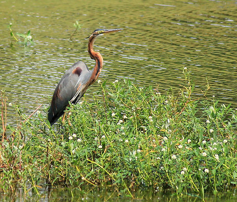 Purple Heron Purple Heron (Ardea purpurea) taken in Puttenahalli Lake, Bangalore, Karnataka, India on 17th Nov 2013 Ardea purpurea,Geotagged,India,Purple Heron