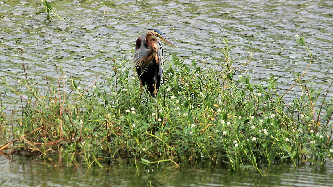 Heron says "Dont mess with me" Purple Heron (Ardea purpurea) taken in Puttenahalli Lake, Bangalore, Karnataka, India on 17th Nov 2013 Ardea purpurea,Geotagged,India,Purple Heron