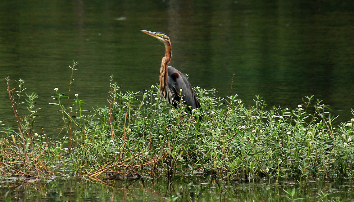 Heron's Grace A Purple Heron (Ardea purpurea), gracefully stretching out its neck to pose for a shot...!!! :)<br />
Taken in Puttenahalli Lake, Bangalore, Karnataka, India on 17th Nov 2013. Ardea purpurea,Geotagged,India,Purple Heron