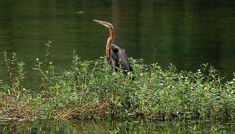 Heron's Grace A Purple Heron (Ardea purpurea), gracefully stretching out its neck to pose for a shot...!!! :)
Taken in Puttenahalli Lake, Bangalore, Karnataka, India on 17th Nov 2013. Ardea purpurea,Geotagged,India,Purple Heron