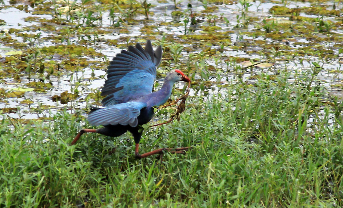 Purple Swamphen Purple Swamphen (Porphyrio porphyrio poliocephalus) was taken in Puttenahalli Lake, Bangalore, Karnataka, India on 17th Nov 2013. Geotagged,India,Porphyrio porphyrio,Porphyrio porphyrio poliocephalus,Purple Swamphen
