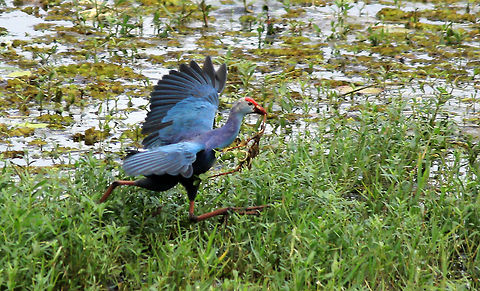 Purple Swamphen Purple Swamphen (Porphyrio porphyrio poliocephalus) was taken in Puttenahalli Lake, Bangalore, Karnataka, India on 17th Nov 2013. Geotagged,India,Porphyrio porphyrio,Porphyrio porphyrio poliocephalus,Purple Swamphen