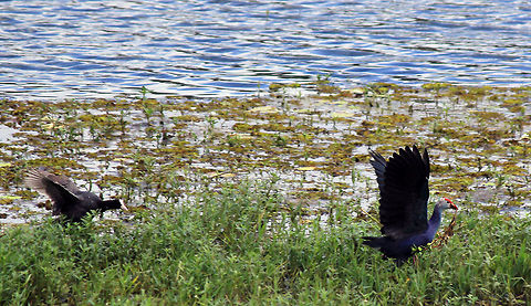 Catch Me If You Can Seaweed Run - Purple Swamphen vs Eurasian Coot Eurasian Coot,Fulica atra,Geotagged,India,Porphyrio porphyrio,Purple Swamphen