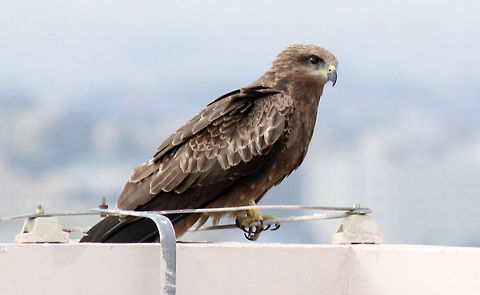 Black Kite on my apartment's rooftop Taken from my apartments rooftop Birds,Black Kite,Geotagged,India,Milvus migrans