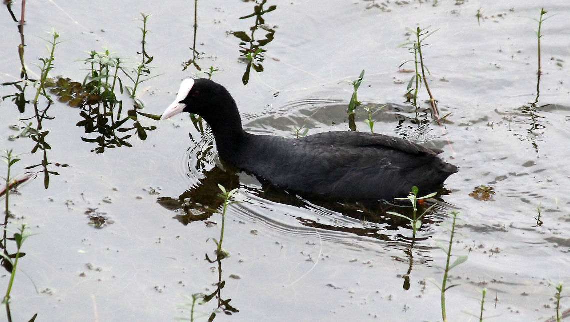 Eurasian Coot Eurasian Coot (Fulica atra) taken in Puttenahalli Lake, Bangalore, Karnataka, India on 17th Nov Eurasian Coot,Fulica atra,Geotagged,India