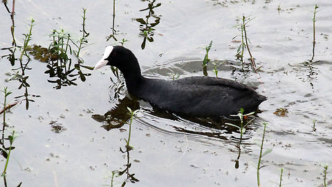 Eurasian Coot Eurasian Coot (Fulica atra) taken in Puttenahalli Lake, Bangalore, Karnataka, India on 17th Nov Eurasian Coot,Fulica atra,Geotagged,India