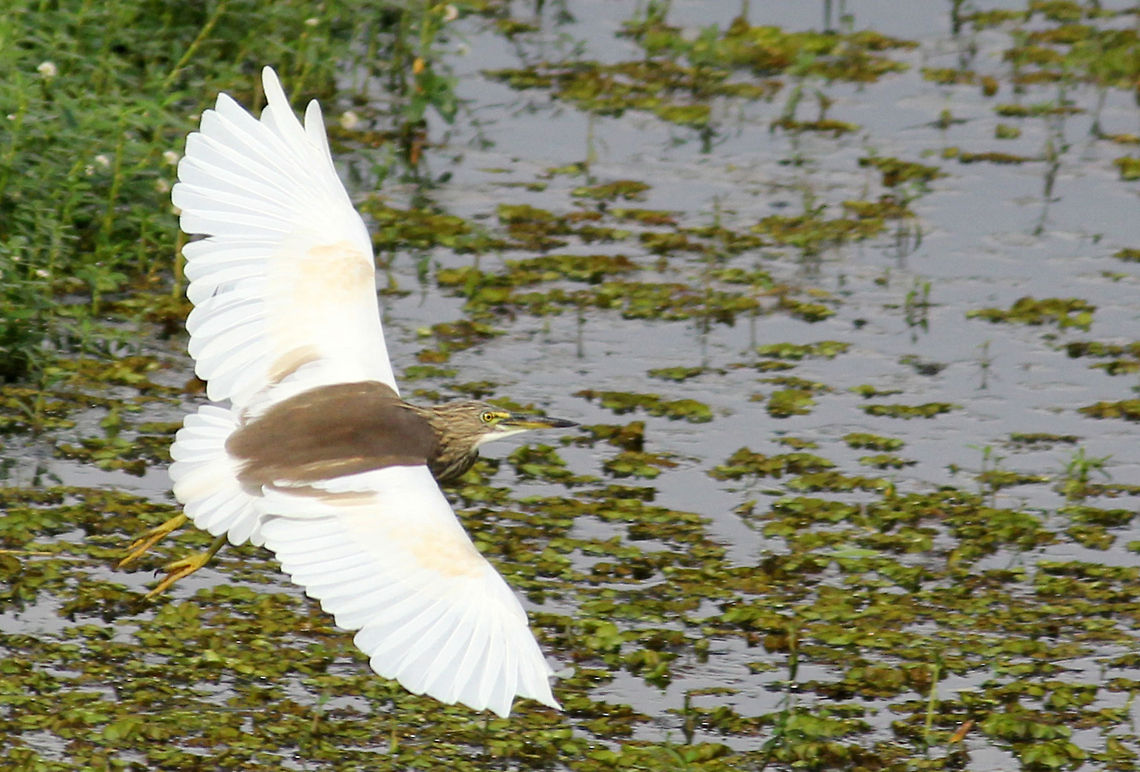 Indian Pond Heron Indian Pond Heron or Paddybird (Ardeola grayii) taken in Puttenahalli Lake, Bangalore, Karnataka, India. Ardeola grayii,Geotagged,India,Indian Pond Heron