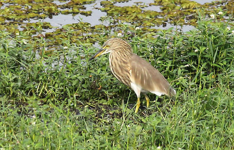 Indian Pond Heron Indian Pond Heron or Paddybird (Ardeola grayii) taken in Puttenahalli Lake, Bangalore, Karnataka, India. Ardeola grayii,Birds,Geotagged,India,Indian Pond Heron