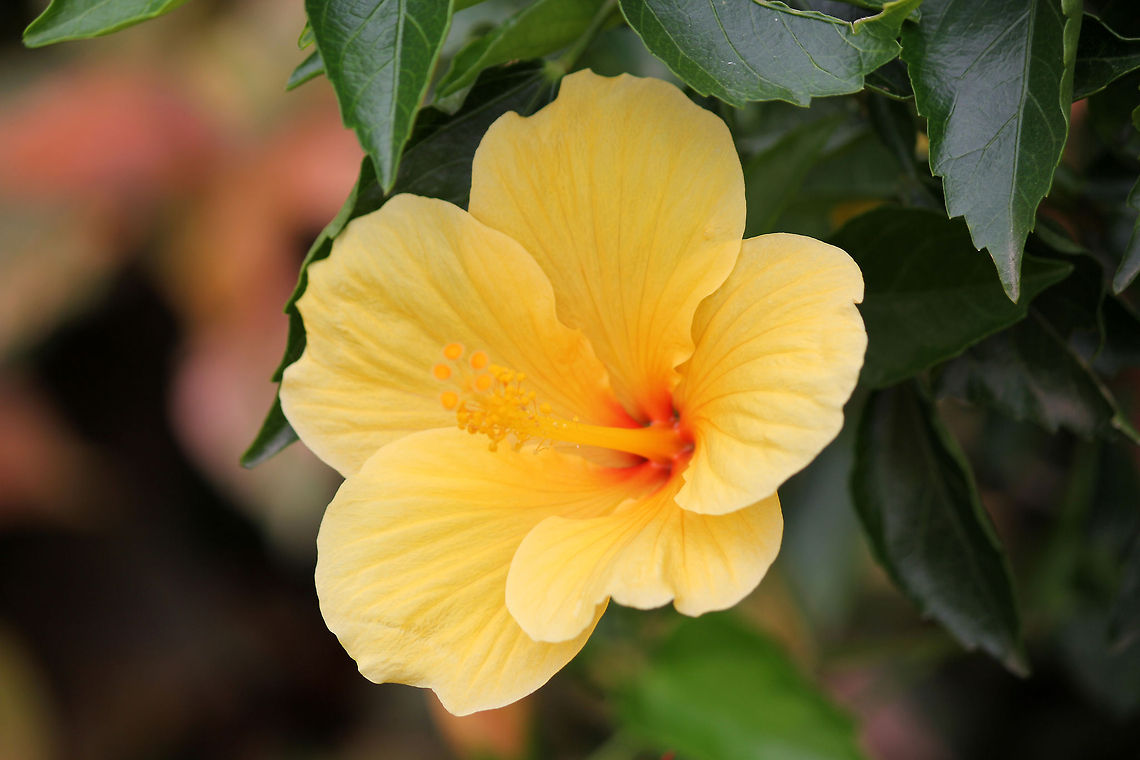 Yellow Hibiscus Yellow Hibiscus raken near my home. Chinese hibiscus,Geotagged,Hibiscus,Hibiscus rosa-sinensis,India