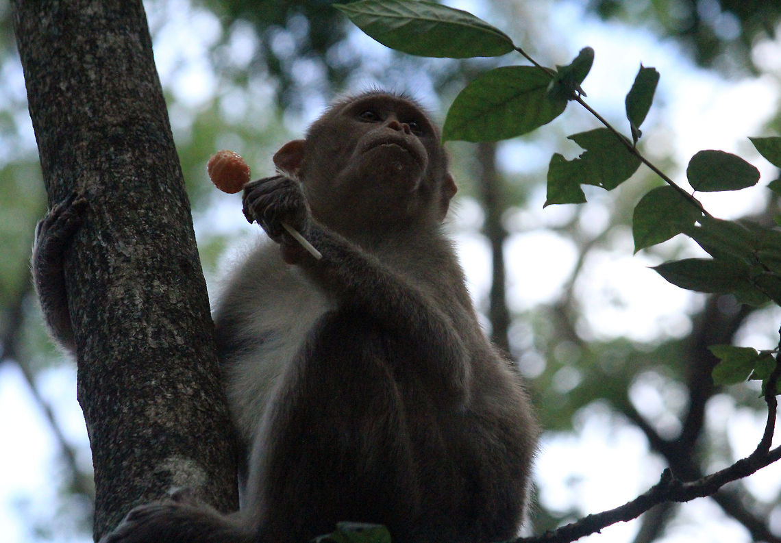Sweet Monkey..!!! Taken in Bannerghatta National Park. Its the first time i ever saw a monkey enjoying a lollipop. :) Bonnet macaque,Geotagged,India,Macaca radiata,Monkeys