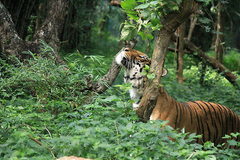Bengal Tiger Taken in Bannerghatta National Park, Karnataka, India. Bengal tiger,Geotagged,India,Panthera tigris tigris