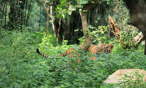 The Eye of the Tiger This pics reminds me the song "Eye of the Tiger" by the band Survivor. Bengal tiger,Geotagged,India,Panthera tigris tigris