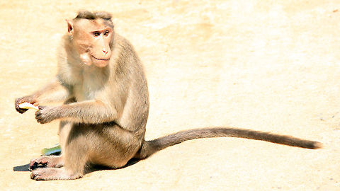 An apple a day, keeps the doctor away Bonnet Macaque a.k.a Bandar enjoying an apple for lunch. Bonnet macaque,Geotagged,India,Macaca radiata,Monkeys