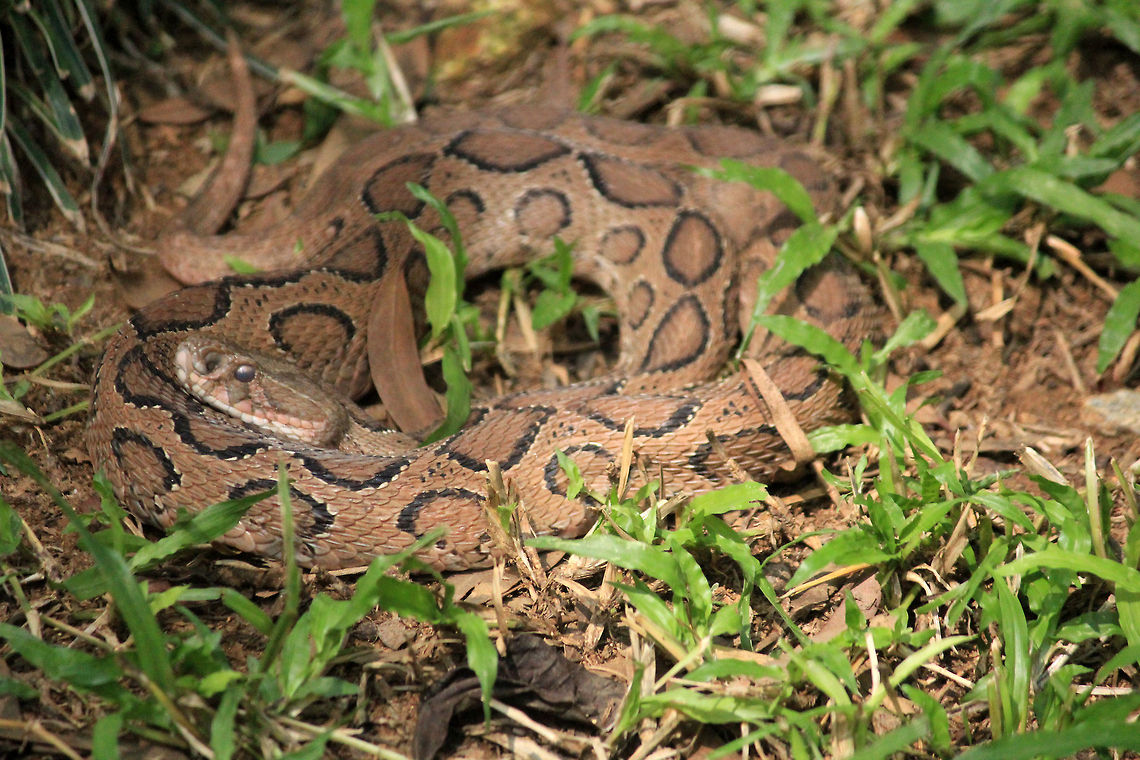 Camouflage at its Best Took me while to spot this beauty, before the pic. Taken in Bannerghatta National Park, Karnataka, India. Camouflage,Daboia russelii,Geotagged,India,Russells viperDaboia russelii