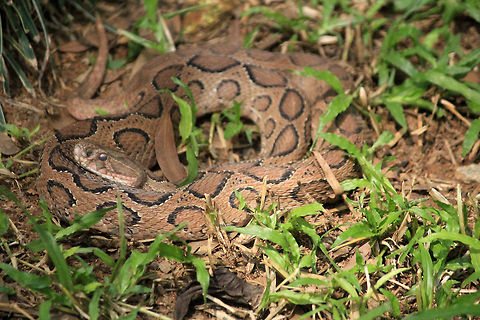 Camouflage at its Best Took me while to spot this beauty, before the pic. Taken in Bannerghatta National Park, Karnataka, India. Camouflage,Daboia russelii,Geotagged,India,Russells viperDaboia russelii