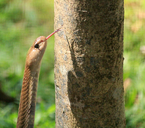 Cobra climbing a tree Taken in Bannerghatta national Park, Karnataka, India Geotagged,India,Indian Cobra,Naja naja