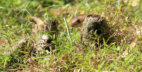 Cobra's Close-up Taken in Bannerghatta National Park, Karnataka, India. Geotagged,India,Indian Cobra,Naja naja
