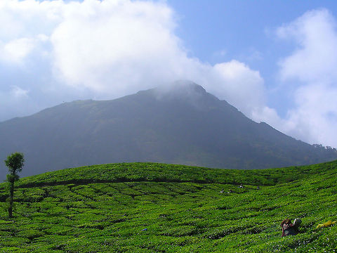 Tea plantation in Munnar, India Commonly grown Assam Tea plantations in Munnar, Kerala, India. Geotagged,India