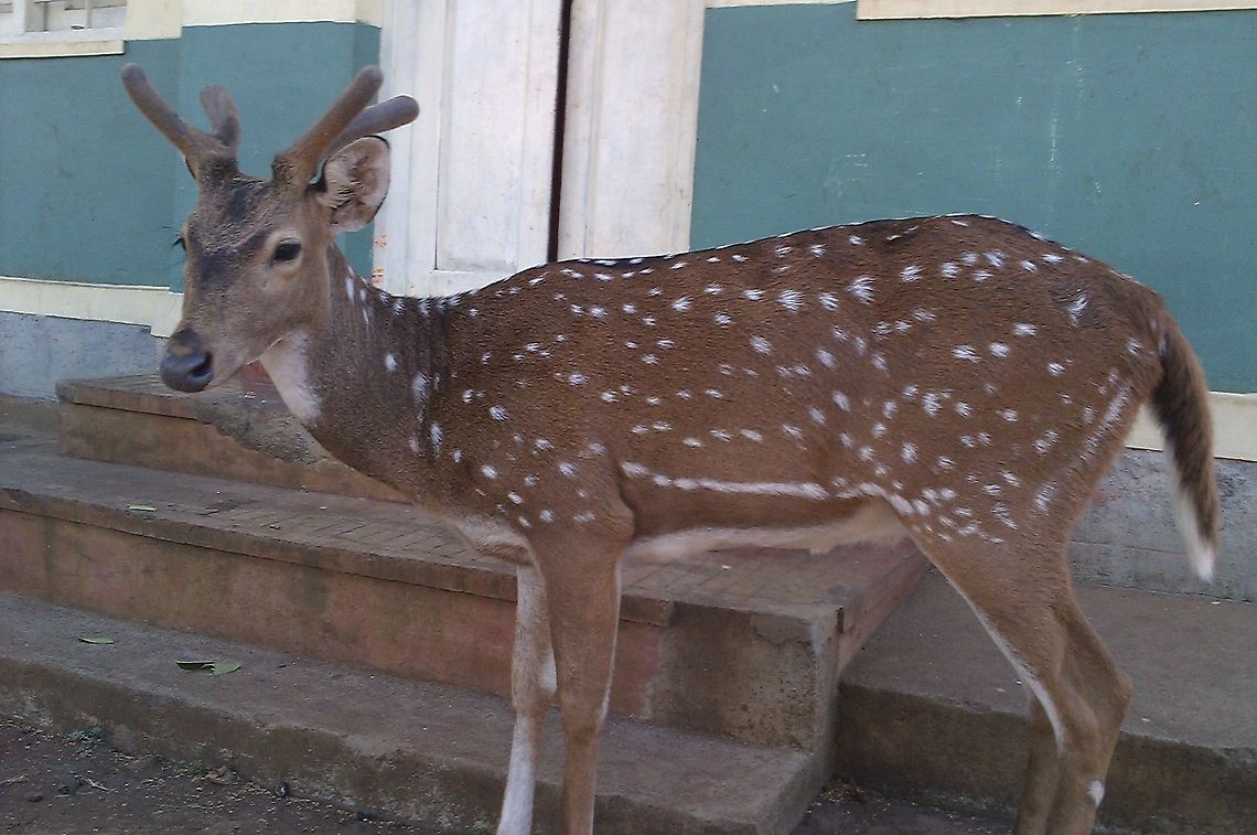 Spotted Deer This pic was taken from my old mobile HTC Explorer, when I had visited Biligiriranga Hills, Karnataka, India.<br />
This one was roaming around freely near the parking lot and nearby lodge of that wildlife sanctuary. Axis axis,Chital,Geotagged,India