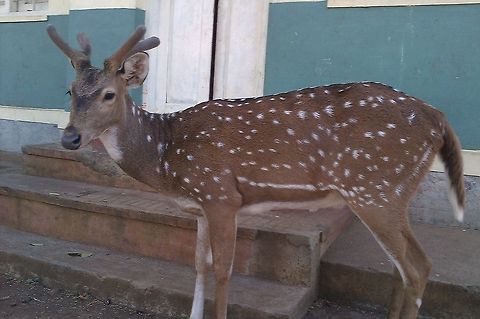 Spotted Deer This pic was taken from my old mobile HTC Explorer, when I had visited Biligiriranga Hills, Karnataka, India.
This one was roaming around freely near the parking lot and nearby lodge of that wildlife sanctuary. Axis axis,Chital,Geotagged,India