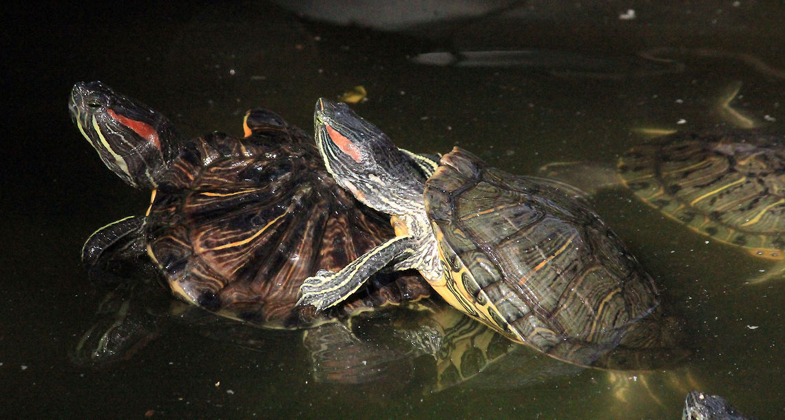 Red-eared slider (Threatened Species) Red-eared slider a near treatened species of semiaquatic turtles. Taken in Bannerghatta National Park, Bangalore, Karnataka, India. Geotagged,India,Red-eared slider,Trachemys scripta elegans