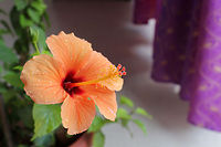 My home grown Orange Hibiscus Home grown hibiscus flower. Taken just 10-15 min back on 3rd Dec 2013. Chinese hibiscus,Geotagged,Hibiscus rosa-sinensis,India