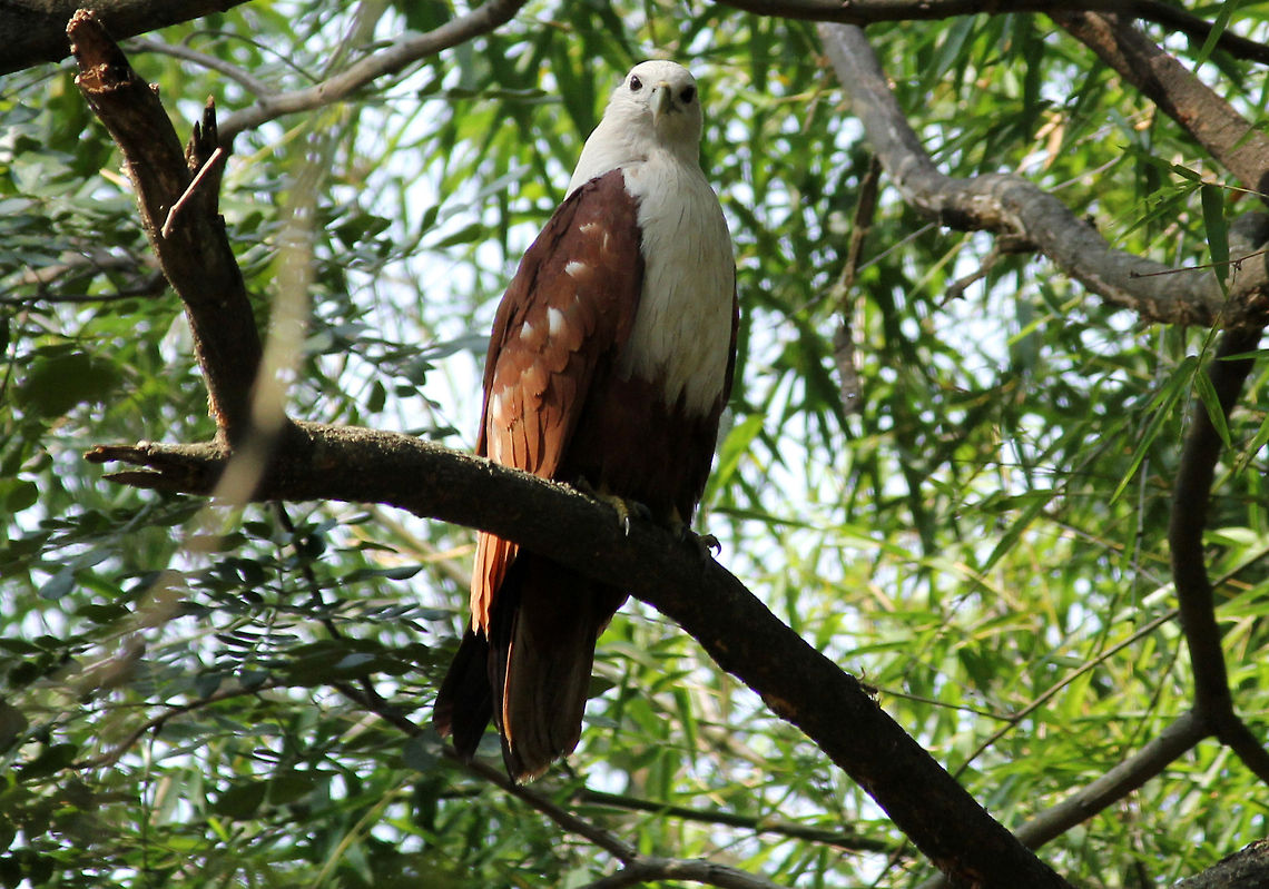 I'm Watching You..!!! :P This kite&#039;s literally glaring at me. Brahminy Kite,Geotagged,Haliastur indus,India