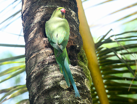 Rose Ringed parakeet - Female  Geotagged,India,Psittacula krameri,Rose-ringed parakeet,Winter
