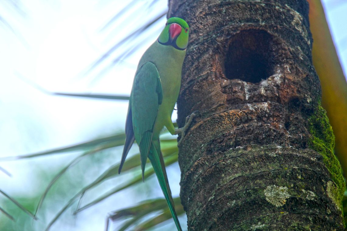 What You Looking At? Rose Ringed Parakeet - Male<br />
 Geotagged,India,Psittacula krameri,Rose-ringed parakeet,Summer