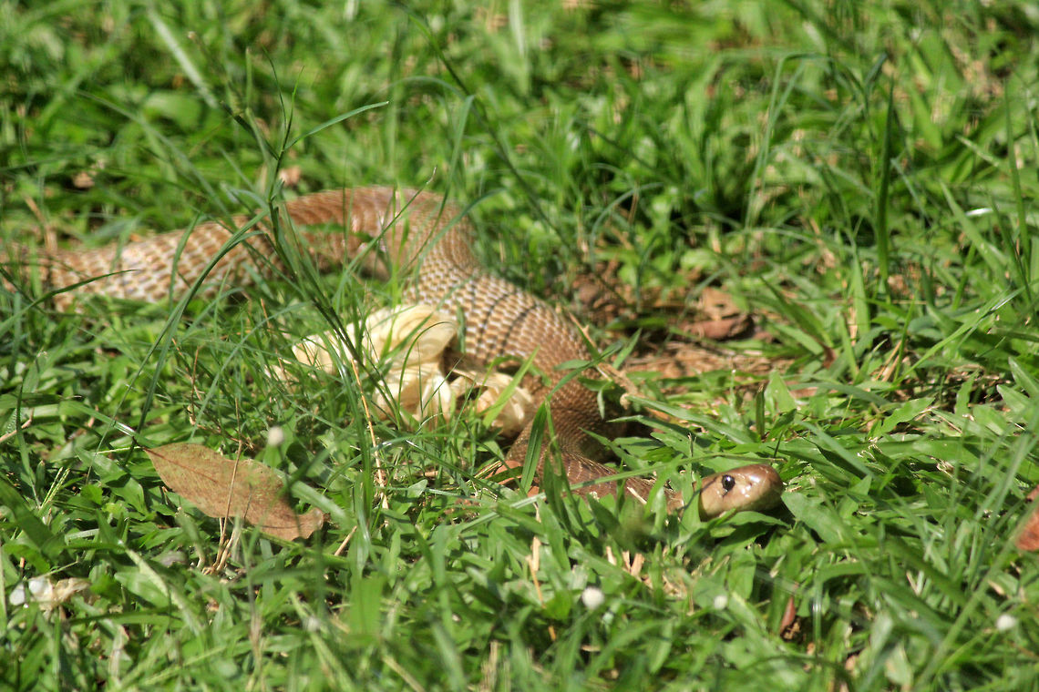 Indian Cobra Taken in Bannerghatta National Park, Bangalore, India Geotagged,India,Indian Cobra,Naja naja