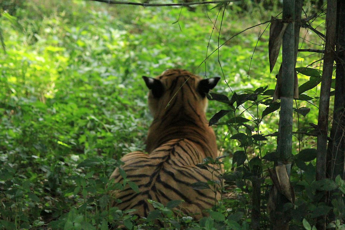Peekaboo..!!! :) On your 6 buddy...!!! :P Bengal tiger,Geotagged,India,Panthera tigris tigris