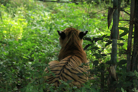 Peekaboo..!!! :) On your 6 buddy...!!! :P Bengal tiger,Geotagged,India,Panthera tigris tigris