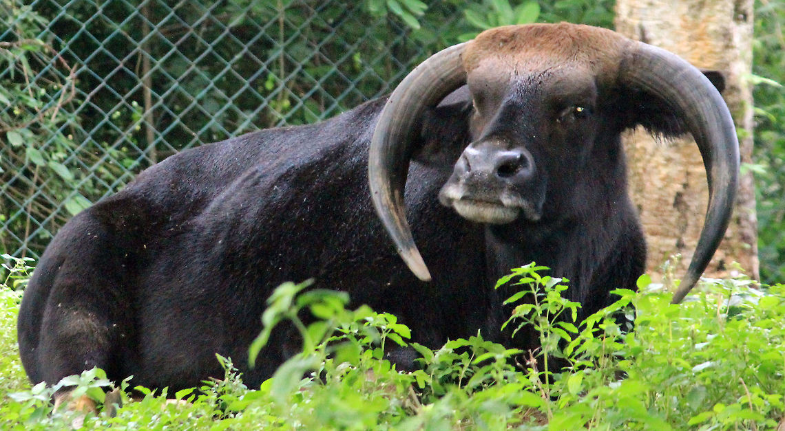 Bison This big guys seems pretty bored in a cage. Wonder what will happen if we let it open..!!!  Bos gaurus,Gaur,Geotagged,India